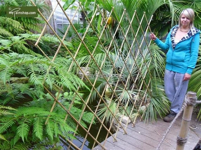 Bamboe Harmonica Trellis 90 X 180 Cm 2 Bamboe Harmonica Trellis 90 X 180 Cm - Afbeelding 2