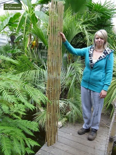 Bamboe Harmonica Trellis 90 X 180 Cm 3 Bamboe Harmonica Trellis 90 X 180 Cm - Afbeelding 3