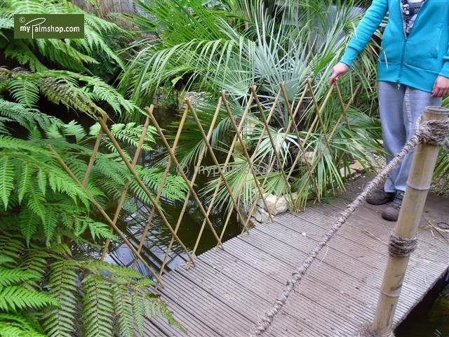 Bamboe Harmonica Trellis 90 X 180 Cm 4 Bamboe Harmonica Trellis 90 X 180 Cm - Afbeelding 4