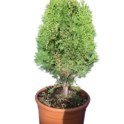 Thuja Orientalis Aurea Nana - Totale Hoogte 60-80 Cm - Pot Ø 32 Cm