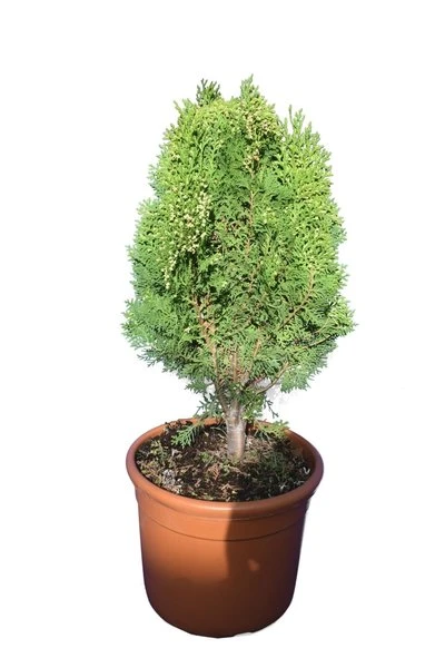 Thuja Orientalis Aurea Nana - Totale Hoogte 60-80 Cm - Pot Ø 32 Cm 1 Thuja Orientalis Aurea Nana - Totale Hoogte 60-80 Cm - Pot Ø 32 Cm