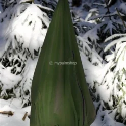 Winterbescherming Voor Planten Piramide Vorm Hoogte 100 Cm