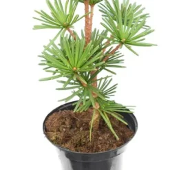 Sciadopitys Verticillata Sternschnuppe - Pot 3 Ltr