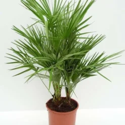 Chamaerops Humilis - Totale Hoogte 80-100 Cm - Pot Ø 21 Cm