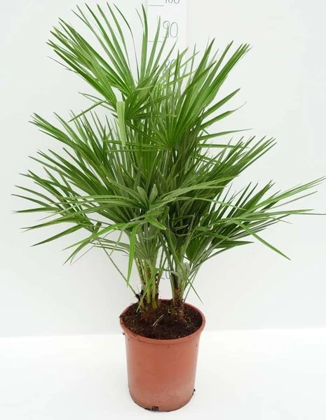 Chamaerops Humilis - Totale Hoogte 80-100 Cm - Pot Ø 21 Cm 1 Chamaerops Humilis - Totale Hoogte 80-100 Cm - Pot Ø 21 Cm