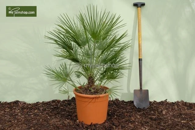 Chamaerops Humilis - Totale Hoogte 80-100 Cm - Pot Ø 21 Cm 2 Chamaerops Humilis - Totale Hoogte 80-100 Cm - Pot Ø 21 Cm - Afbeelding 2