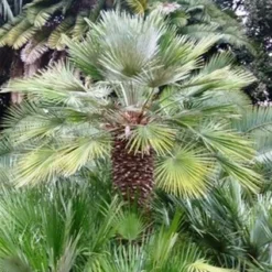 Chamaerops Humilis - Totale Hoogte 80-100 Cm - Pot Ø 21 Cm 5 Chamaerops Humilis - Totale Hoogte 80-100 Cm - Pot Ø 21 Cm -Aanbiedingen Boom Licht Winkel 1797427290