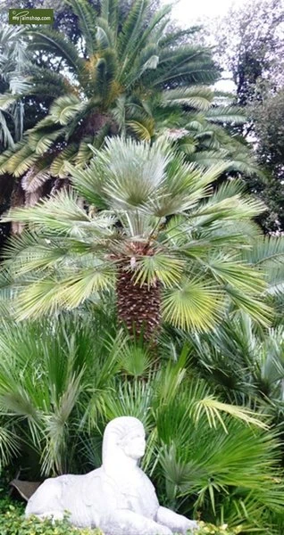 Chamaerops Humilis - Totale Hoogte 80-100 Cm - Pot Ø 21 Cm 3 Chamaerops Humilis - Totale Hoogte 80-100 Cm - Pot Ø 21 Cm - Afbeelding 3