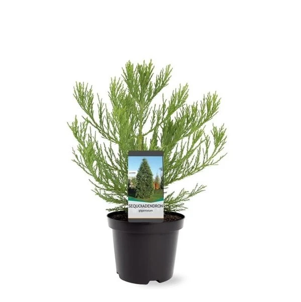 Sequoiadendron Giganteum - Pot 5 Ltr 1 Sequoiadendron Giganteum - Pot 5 Ltr