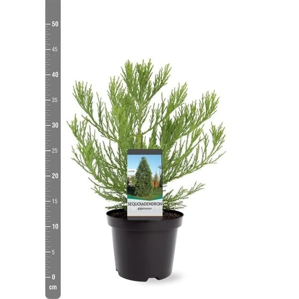 Sequoiadendron Giganteum - Pot 5 Ltr 2 Sequoiadendron Giganteum - Pot 5 Ltr - Afbeelding 2