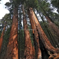 Sequoiadendron Giganteum - Pot 5 Ltr 12 Sequoiadendron Giganteum - Pot 5 Ltr -Aanbiedingen Boom Licht Winkel 1802263065