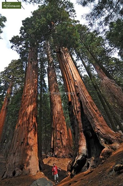 Sequoiadendron Giganteum - Pot 5 Ltr 3 Sequoiadendron Giganteum - Pot 5 Ltr - Afbeelding 3