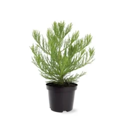 Sequoiadendron Giganteum - Pot 5 Ltr 13 Sequoiadendron Giganteum - Pot 5 Ltr -Aanbiedingen Boom Licht Winkel 1802263068