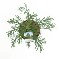 Sequoiadendron Giganteum - Pot 5 Ltr 14 Sequoiadendron Giganteum - Pot 5 Ltr -Aanbiedingen Boom Licht Winkel 1802263071