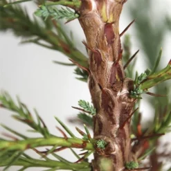 Sequoiadendron Giganteum - Pot 5 Ltr 15 Sequoiadendron Giganteum - Pot 5 Ltr -Aanbiedingen Boom Licht Winkel 1802263074