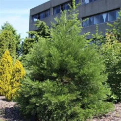 Sequoiadendron Giganteum - Pot 5 Ltr 17 Sequoiadendron Giganteum - Pot 5 Ltr -Aanbiedingen Boom Licht Winkel 1802263080