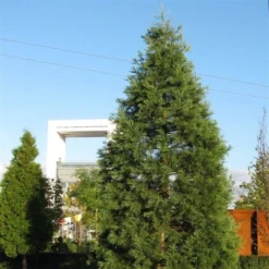 Sequoiadendron Giganteum - Pot 5 Ltr 18 Sequoiadendron Giganteum - Pot 5 Ltr -Aanbiedingen Boom Licht Winkel 1802263083