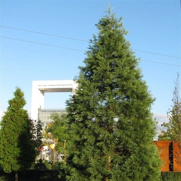 Sequoiadendron Giganteum - Pot 5 Ltr 9 Sequoiadendron Giganteum - Pot 5 Ltr - Afbeelding 9