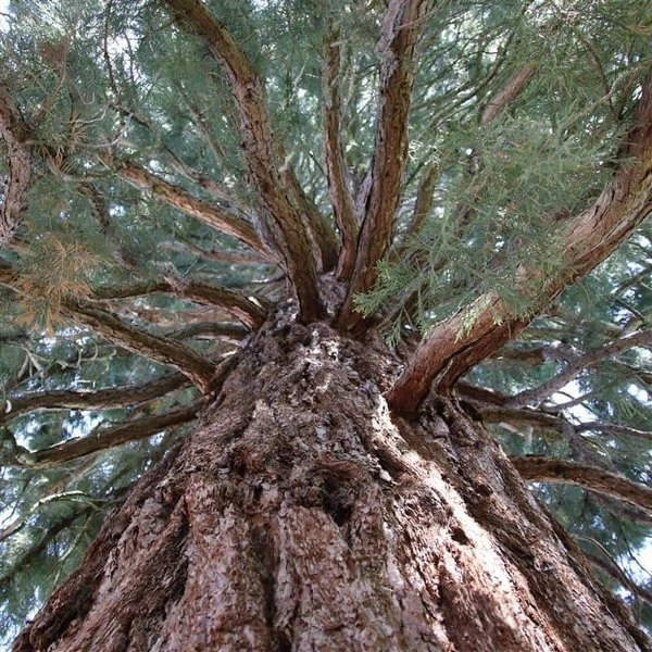 Sequoiadendron Giganteum - Pot 5 Ltr 10 Sequoiadendron Giganteum - Pot 5 Ltr - Afbeelding 10