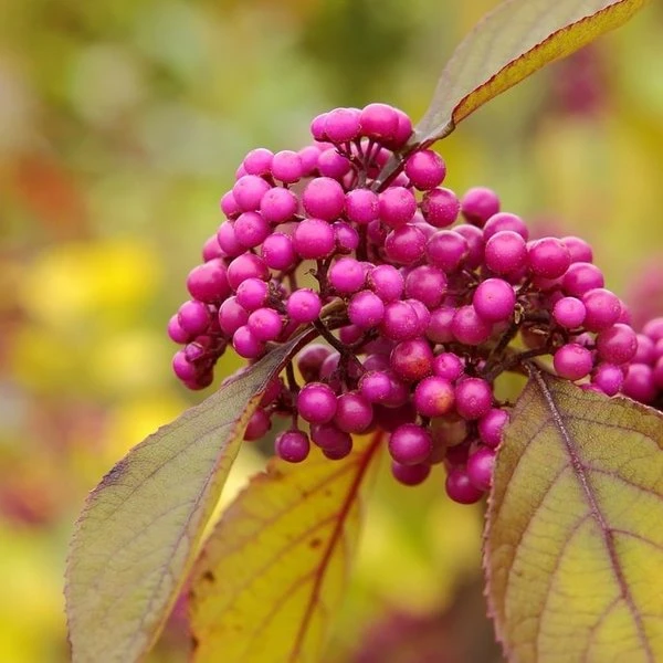 Callicarpa Bodinieri Profusion - Totale Hoogte 100+ Cm - Pot Ø 21 Cm 1 Callicarpa Bodinieri Profusion - Totale Hoogte 100+ Cm - Pot Ø 21 Cm