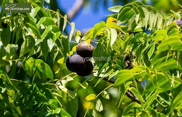 Juglans Nigra - Totale Hoogte 50-70 Cm - Pot Ø 22 Cm 1 Juglans Nigra - Totale Hoogte 50-70 Cm - Pot Ø 22 Cm