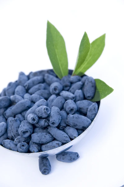 Lonicera Kamtschatica Sinoglaska - Pot 2 Ltr 2 Lonicera Kamtschatica Sinoglaska - Pot 2 Ltr - Afbeelding 2