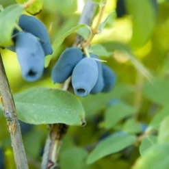 Lonicera Kamtschatica Sinoglaska - Pot 2 Ltr 5 Lonicera Kamtschatica Sinoglaska - Pot 2 Ltr -Aanbiedingen Boom Licht Winkel 1810772805