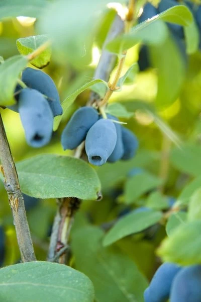 Lonicera Kamtschatica Sinoglaska - Pot 2 Ltr 3 Lonicera Kamtschatica Sinoglaska - Pot 2 Ltr - Afbeelding 3