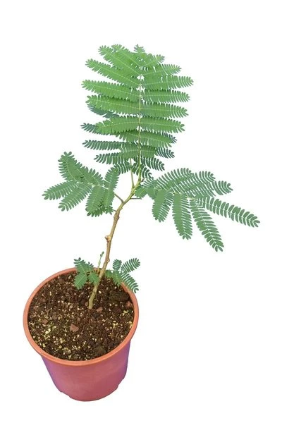 Albizia Julibrissin Ombrella Boubri - Totale Hoogte 30+ - Pot Ø 17 Cm 2 Albizia Julibrissin Ombrella Boubri - Totale Hoogte 30+ - Pot Ø 17 Cm - Afbeelding 2
