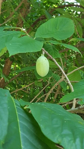 Asimina Triloba Sunflower - Totale Hoogte 80-100 Cm - 2 Ltr Pot 1 Asimina Triloba Sunflower - Totale Hoogte 80-100 Cm - 2 Ltr Pot