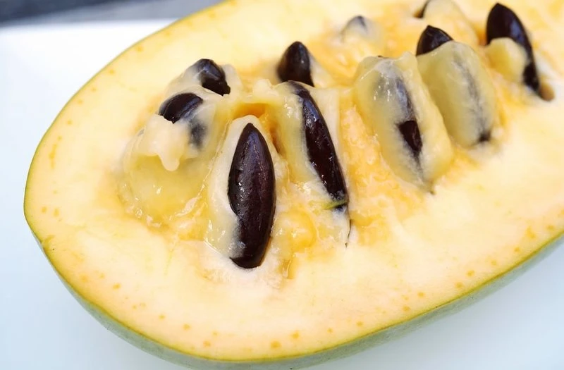 Asimina Triloba Prima 1216 - Totale Hoogte 80+ Cm - 2 Ltr Pot 1 Asimina Triloba Prima 1216 - Totale Hoogte 80+ Cm - 2 Ltr Pot