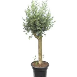Olea Europaea - Wild Form - Stam 80-100 Cm - Stamomtrek 20-30 Cm - Pot Ø 45 Cm [pallet]