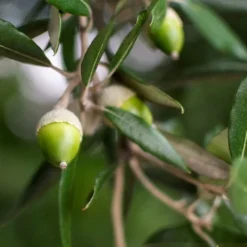 Quercus Ilex - Totale Hoogte 140+ Cm - Pot Ø 26 Cm -Aanbiedingen Boom Licht Winkel 1875126933