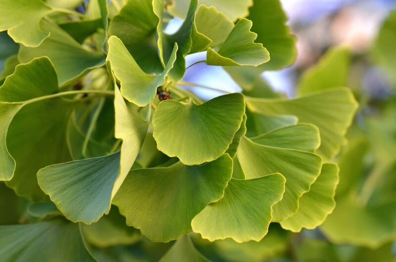 Ginkgo Biloba - Pot Ø 26 Cm 2 Ginkgo Biloba - Pot Ø 26 Cm - Afbeelding 2