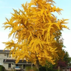 Ginkgo Biloba - Pot Ø 26 Cm 5 Ginkgo Biloba - Pot Ø 26 Cm -Aanbiedingen Boom Licht Winkel 1895483049
