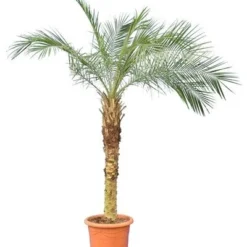 Phoenix Roebelenii - Stam 80-100 Cm [pallet]