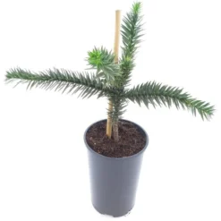 Araucaria Araucana - Totale Hoogte 35-45 Cm - Pot 3 Ltr