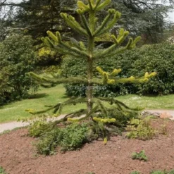 Araucaria Araucana - Totale Hoogte 35-45 Cm - Pot 3 Ltr 6 Araucaria Araucana - Totale Hoogte 35-45 Cm - Pot 3 Ltr -Aanbiedingen Boom Licht Winkel 1919269722