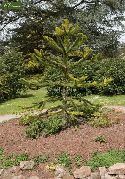 Araucaria Araucana - Totale Hoogte 35-45 Cm - Pot 3 Ltr 3 Araucaria Araucana - Totale Hoogte 35-45 Cm - Pot 3 Ltr - Afbeelding 3