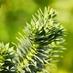 Araucaria Araucana - Totale Hoogte 35-45 Cm - Pot 3 Ltr 7 Araucaria Araucana - Totale Hoogte 35-45 Cm - Pot 3 Ltr -Aanbiedingen Boom Licht Winkel 1919269725