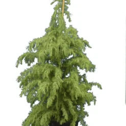 Cedrus Deodara - Totale Hoogte 120-140 Cm - Pot Ø 35 Cm / 25 Ltr