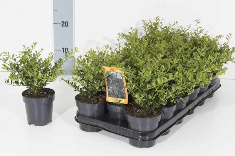 Ilex Crenata Stokes - Totale Hoogte 20-30 Cm - Pot 0.5 Ltr - 50 Stuks + 20 Ltr. Aarde + 1 Kg Mest 1 Ilex Crenata Stokes - Totale Hoogte 20-30 Cm - Pot 0.5 Ltr - 50 Stuks + 20 Ltr. Aarde + 1 Kg Mest