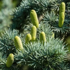 Cedrus Libani Glauca - Totale Hoogte 100-120 Cm - Pot Ø 28 Cm -Aanbiedingen Boom Licht Winkel 1924169439