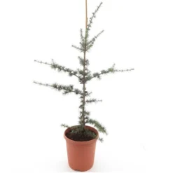 Cedrus Atlantica Glauca - Totale Hoogte 80-100 Cm - Pot Ø 22 Cm