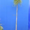 Acacia Retinoides Stam 300+ Cm [pallet]
