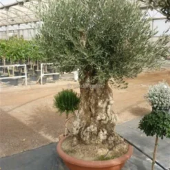 Olea Europaea - Bonsai - Stamhoogte 70-80 Cm - Pot Ø 90 Cm [pallet]