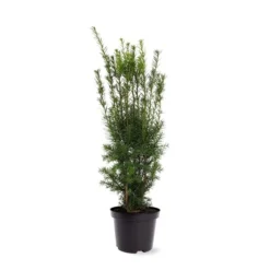 Taxus Media Hicksii - Totale Hoogte 50-60 Cm - Pot Ø 19 Cm