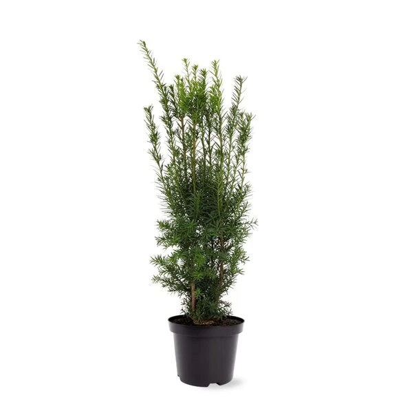 Taxus Media Hicksii - Totale Hoogte 50-60 Cm - Pot Ø 19 Cm 1 Taxus Media Hicksii - Totale Hoogte 50-60 Cm - Pot Ø 19 Cm