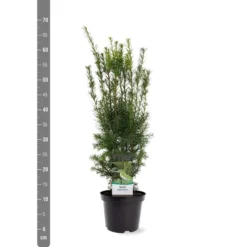 Taxus Media Hicksii - Totale Hoogte 50-60 Cm - Pot Ø 19 Cm 8 Taxus Media Hicksii - Totale Hoogte 50-60 Cm - Pot Ø 19 Cm -Aanbiedingen Boom Licht Winkel 1936763961