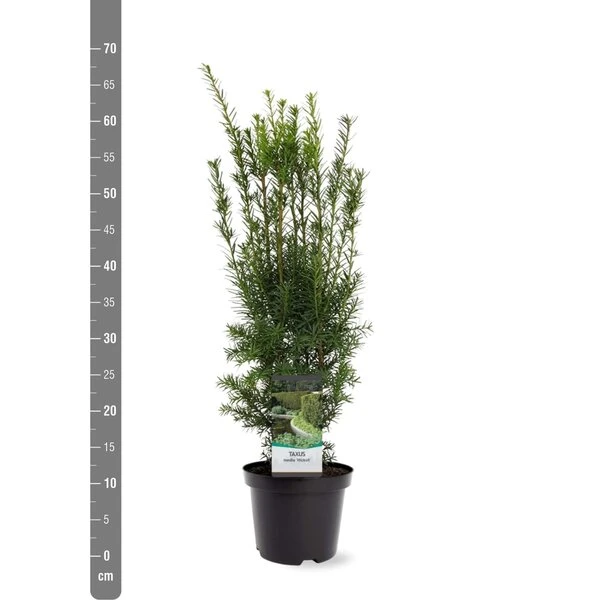 Taxus Media Hicksii - Totale Hoogte 50-60 Cm - Pot Ø 19 Cm 3 Taxus Media Hicksii - Totale Hoogte 50-60 Cm - Pot Ø 19 Cm - Afbeelding 3